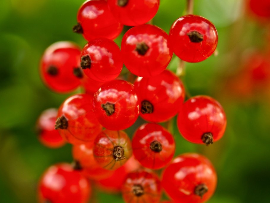 Смородина красная натали