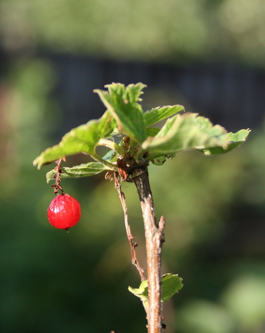 Смородина душистая ribes odoratum