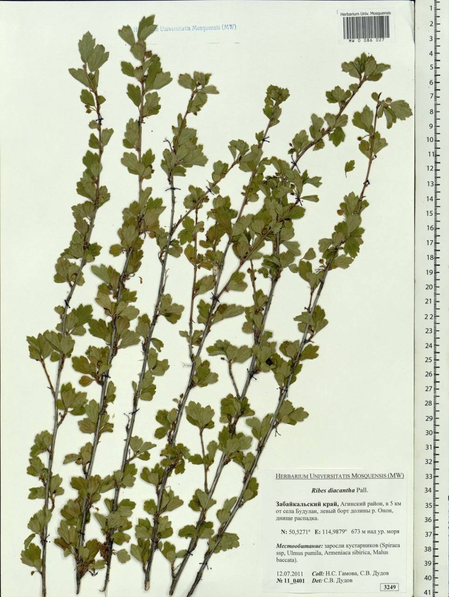 Смородина Моховка