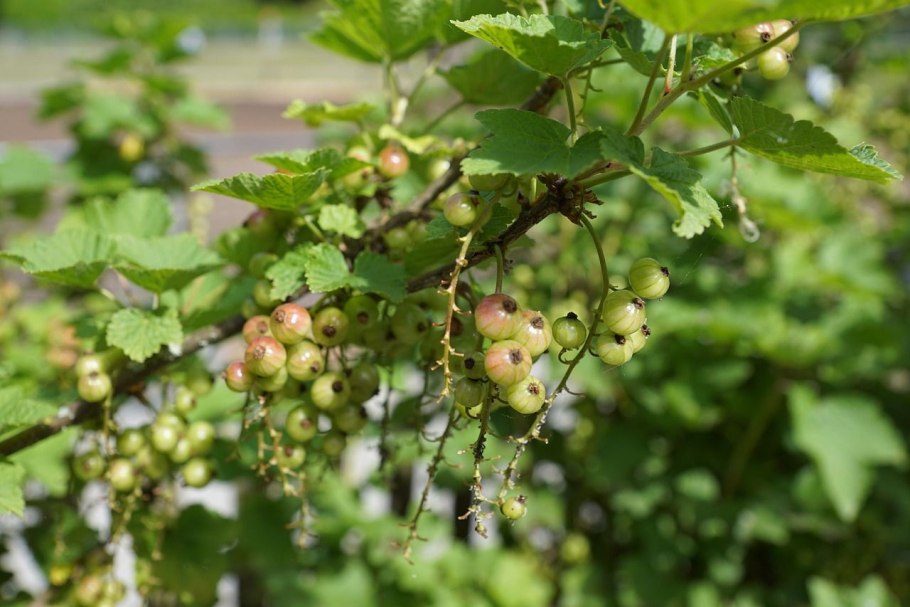 Смородина красная ribes rubrum красная Кузьмина