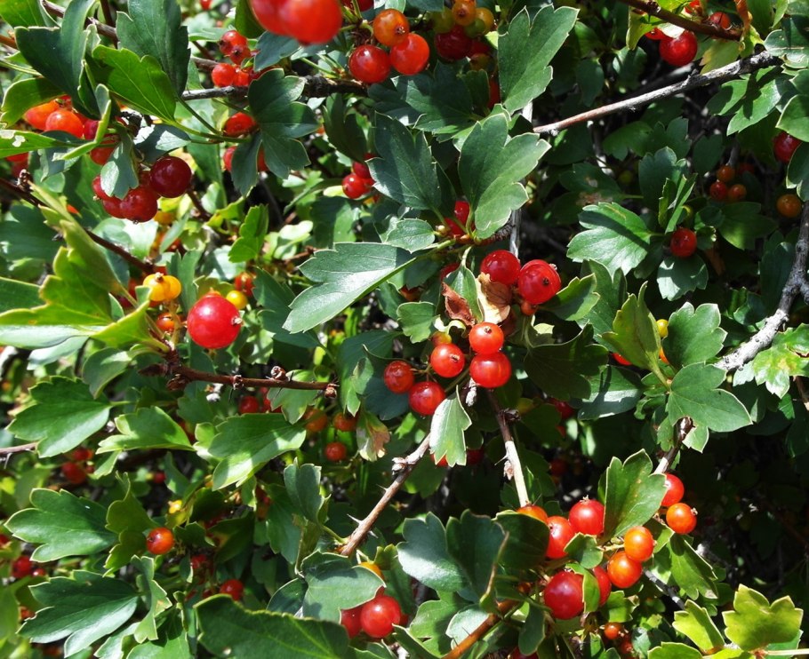 Смородина двуиглая таранушка