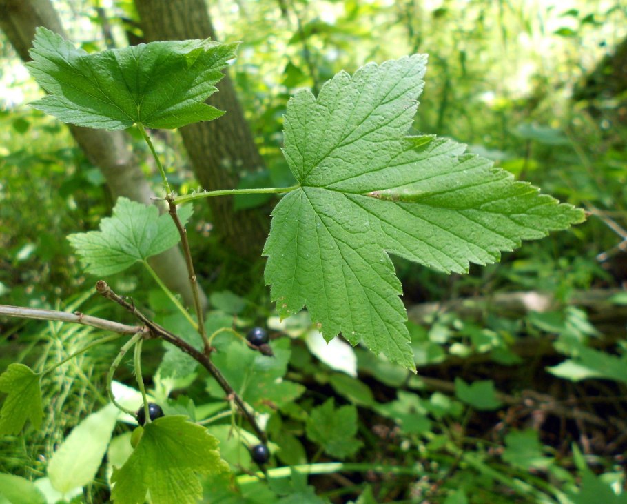 Смородина двуиглая Морошка