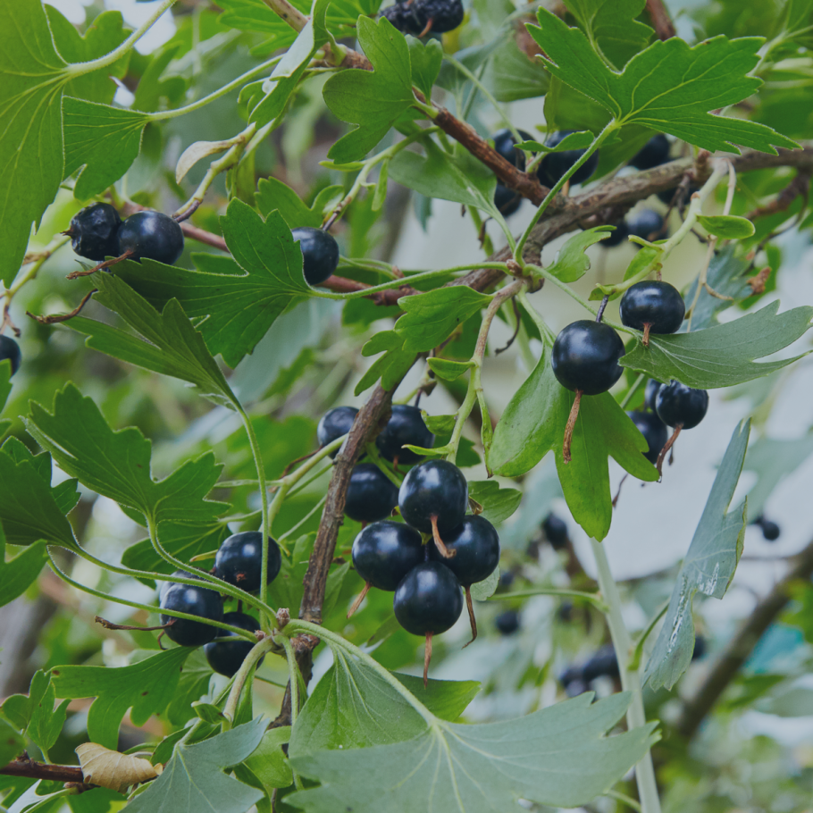 Смородина двуиглая Морошка