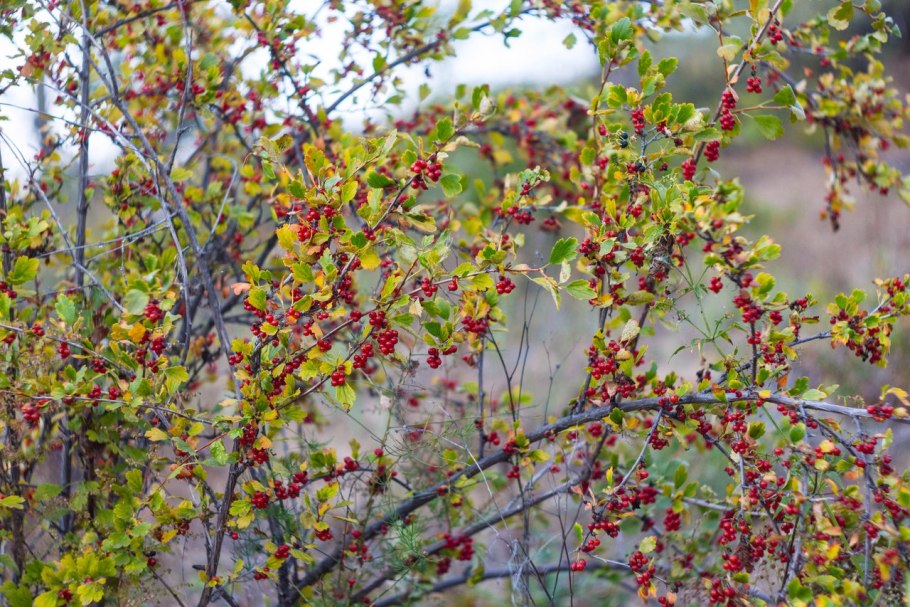 Смородина красная Фертоди