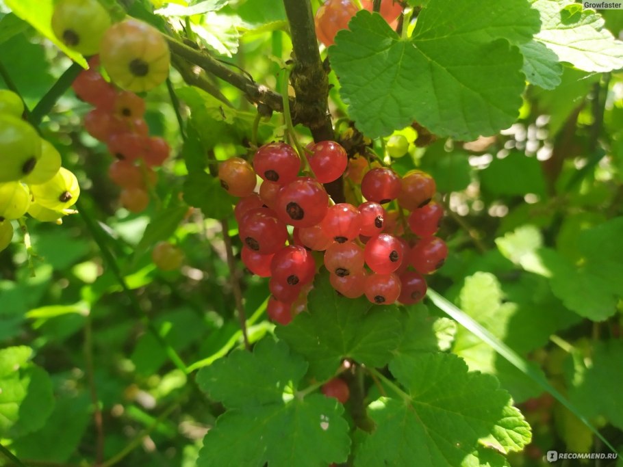 Смородина Каскад