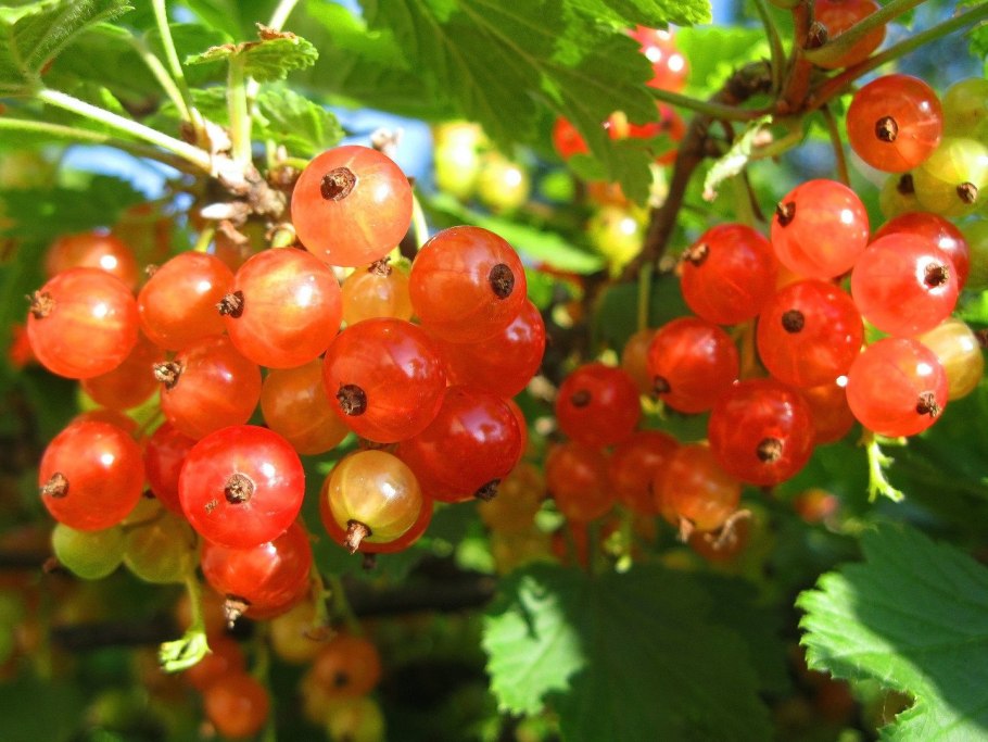 Смородина таранушка (ribes diacanthum)