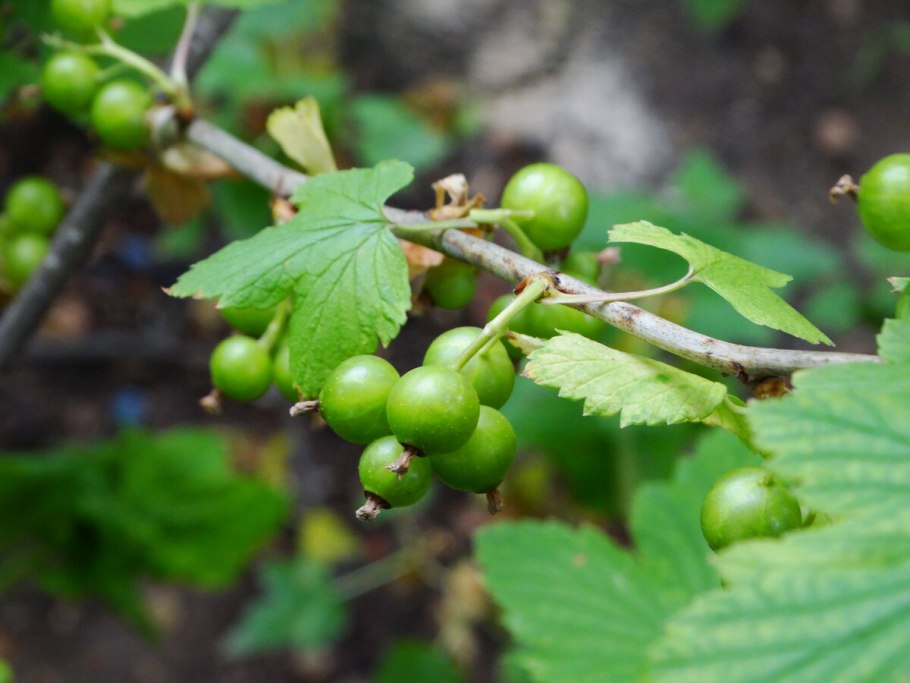 Смородина двуиглая таранушка
