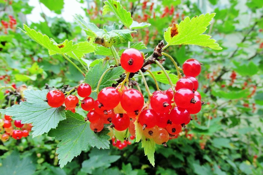 Двуиглая смородина ягода