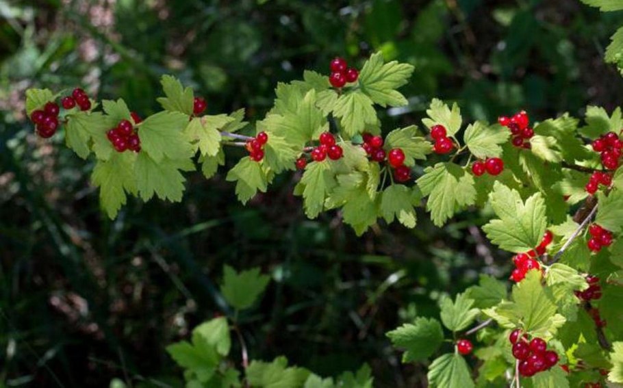 Смородина красная ribes rubrum красная Кузьмина