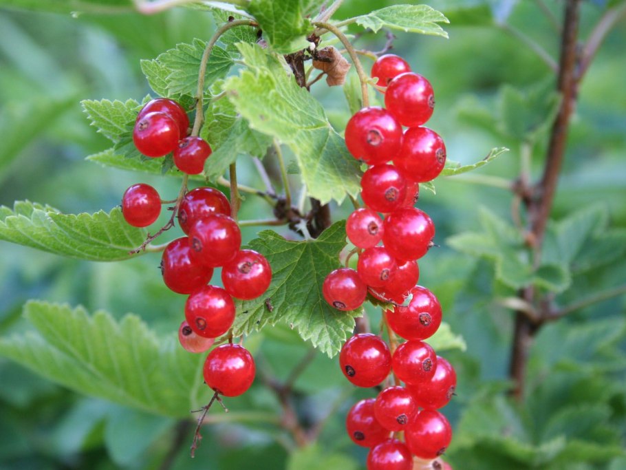 Мичуринская смородина