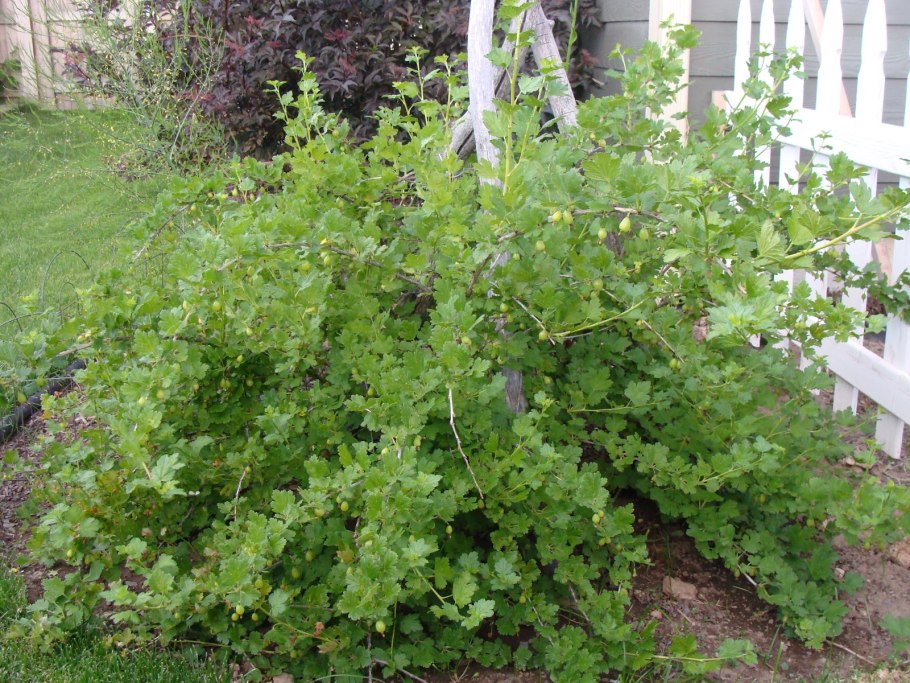 Смородина двуиглая куст