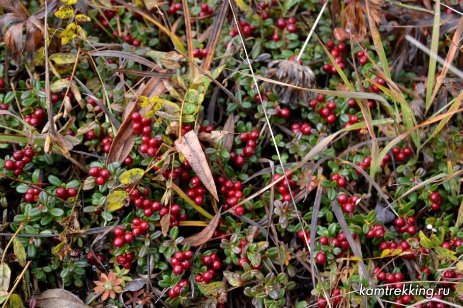 Смородина двуиглая морошка