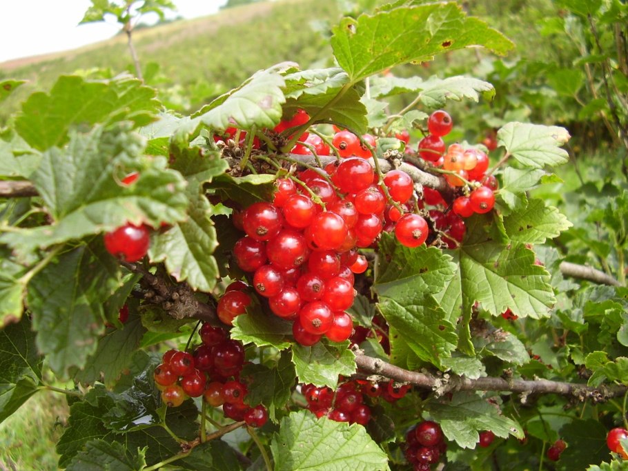 Смородина красная кустарник