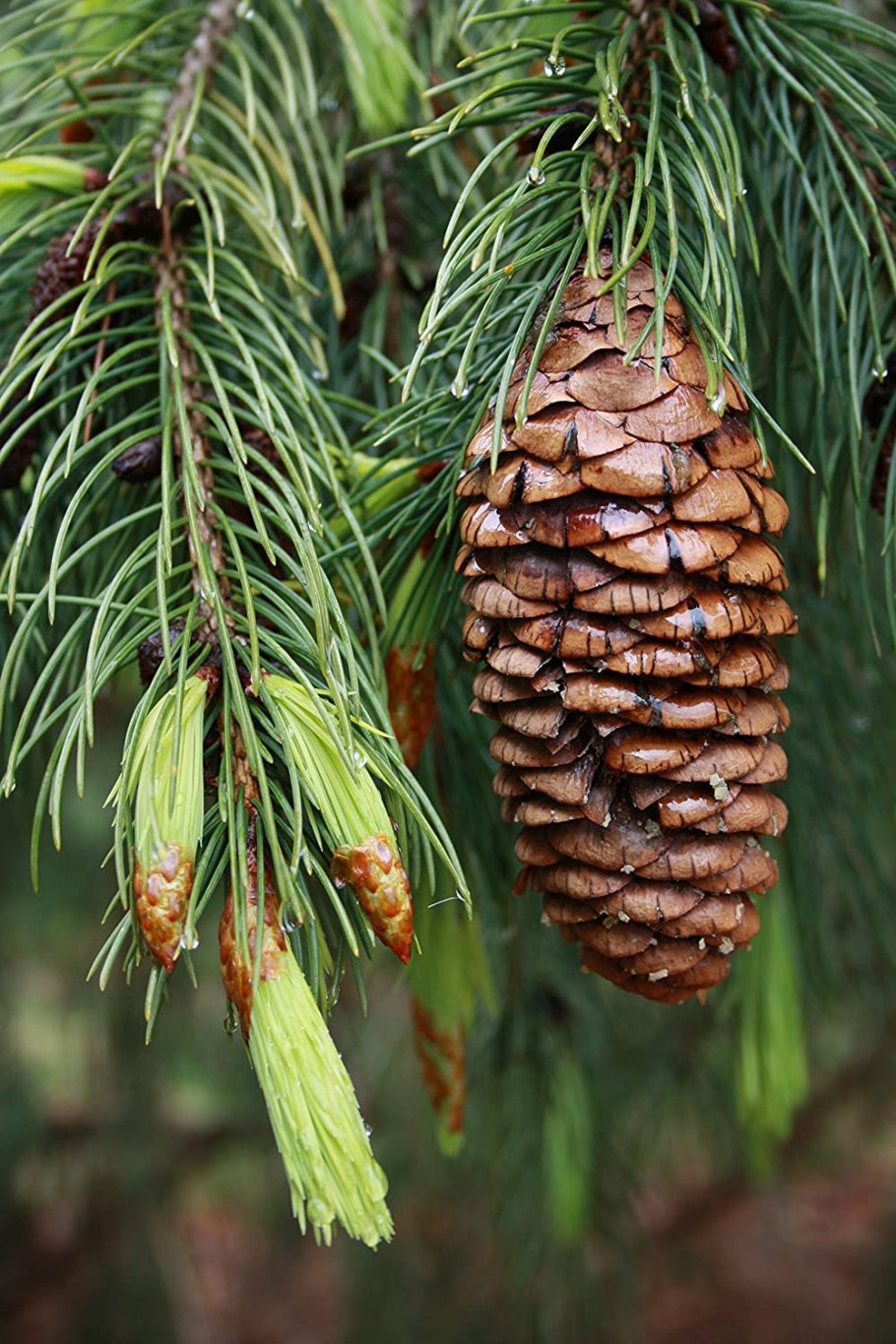 Сосна гималайская (Гриффита) (Pinus wallichiana (griffithii))
