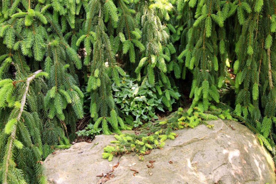 Сосна Excelsa wallichiana
