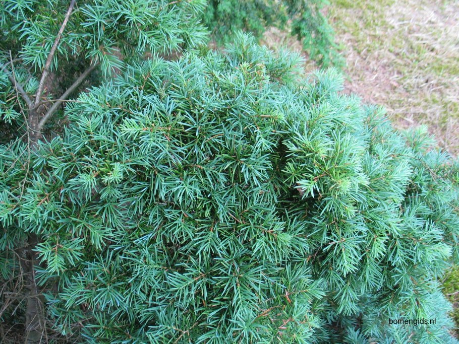 Ель Смита гималайская Picea