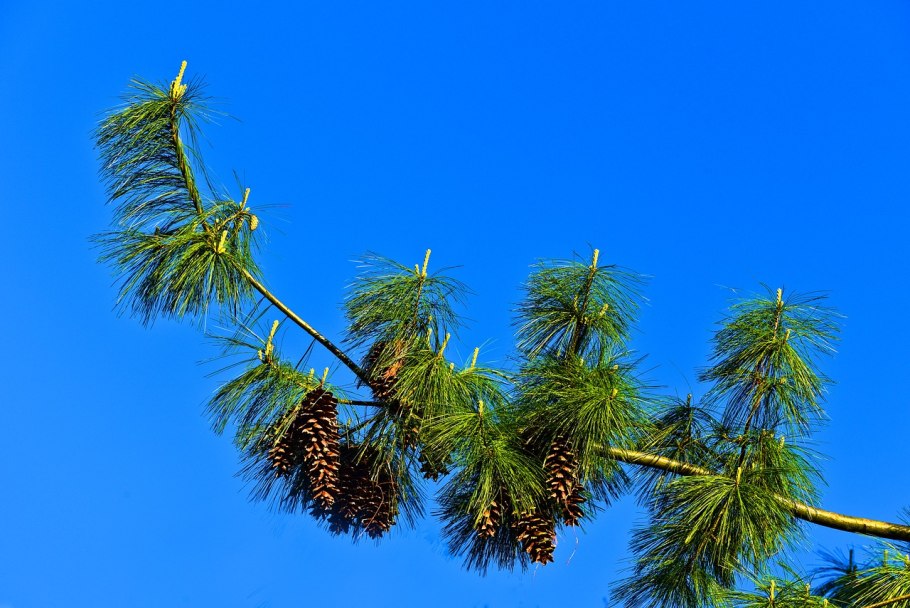 Pinus wallichiana 'Zebrina'