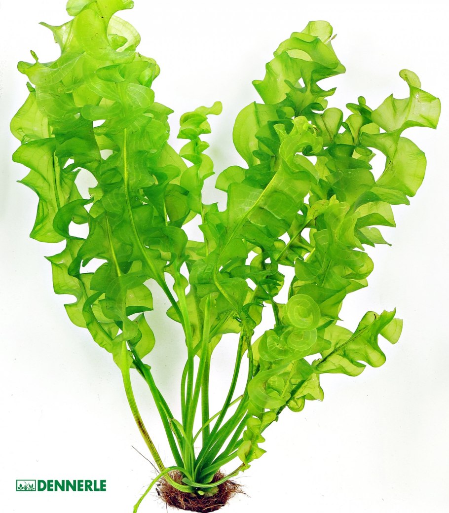 Aponogeton distachyos