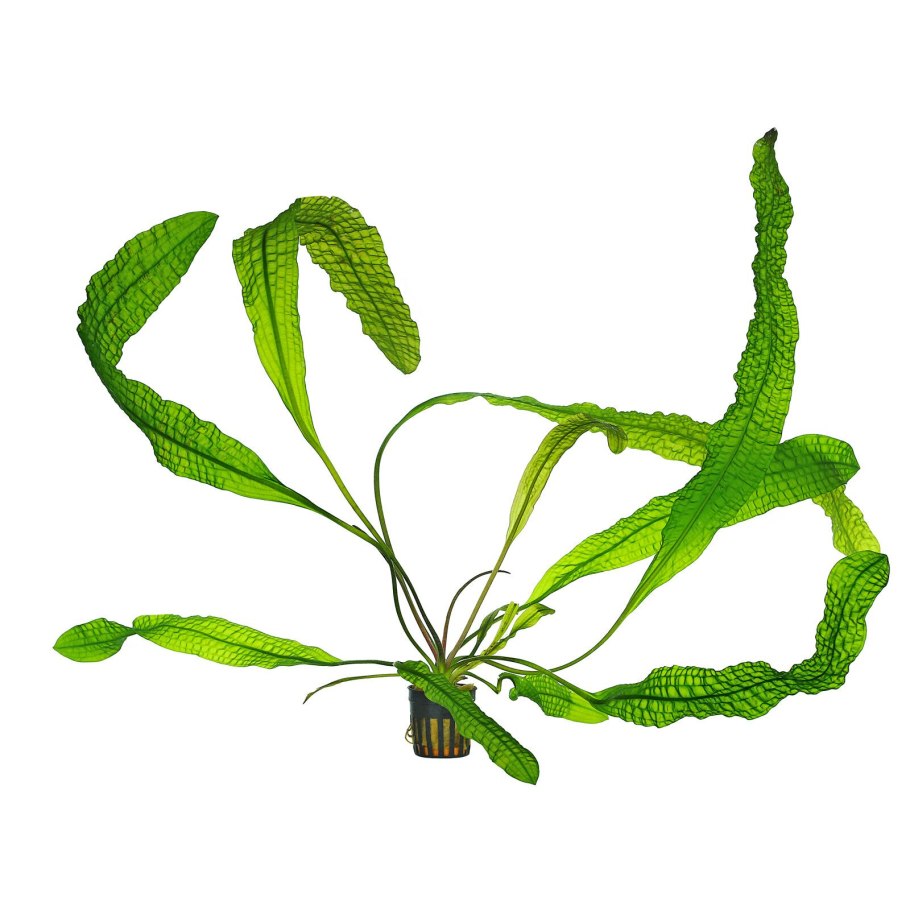 Апоногетон мадагаскарский