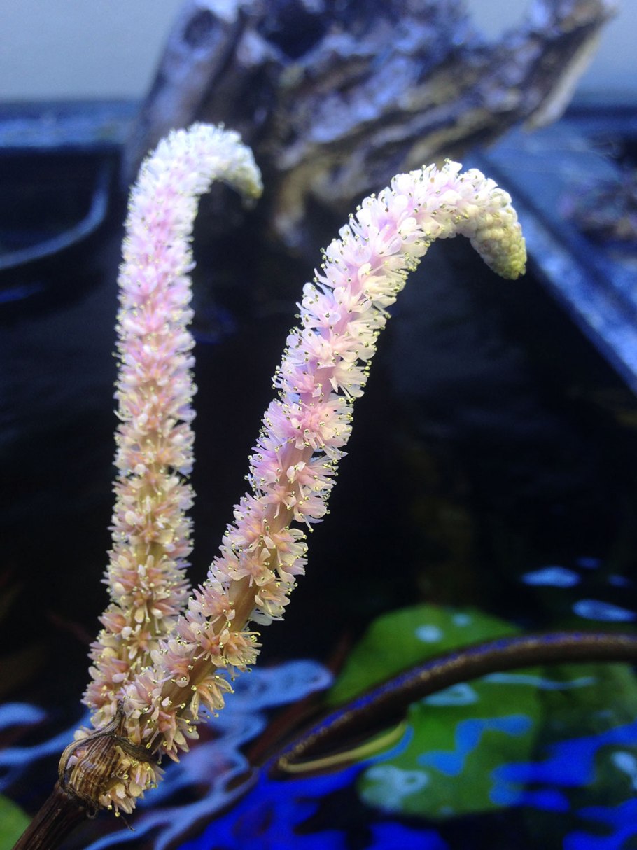 Апоногетон курчавый