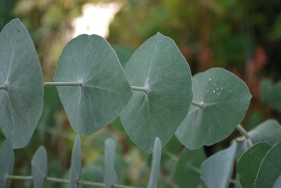 Эвкалипт perriniana