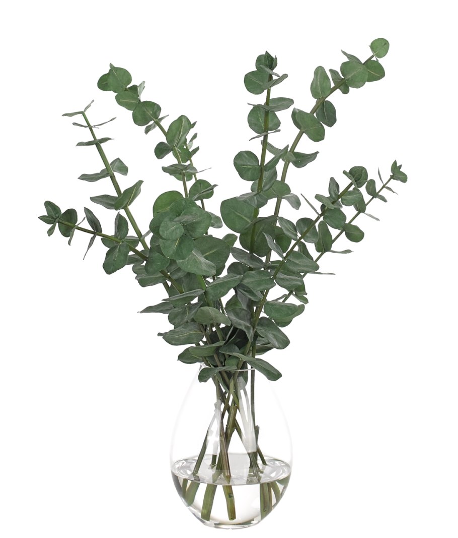 Эвкалипт cinerea Rose