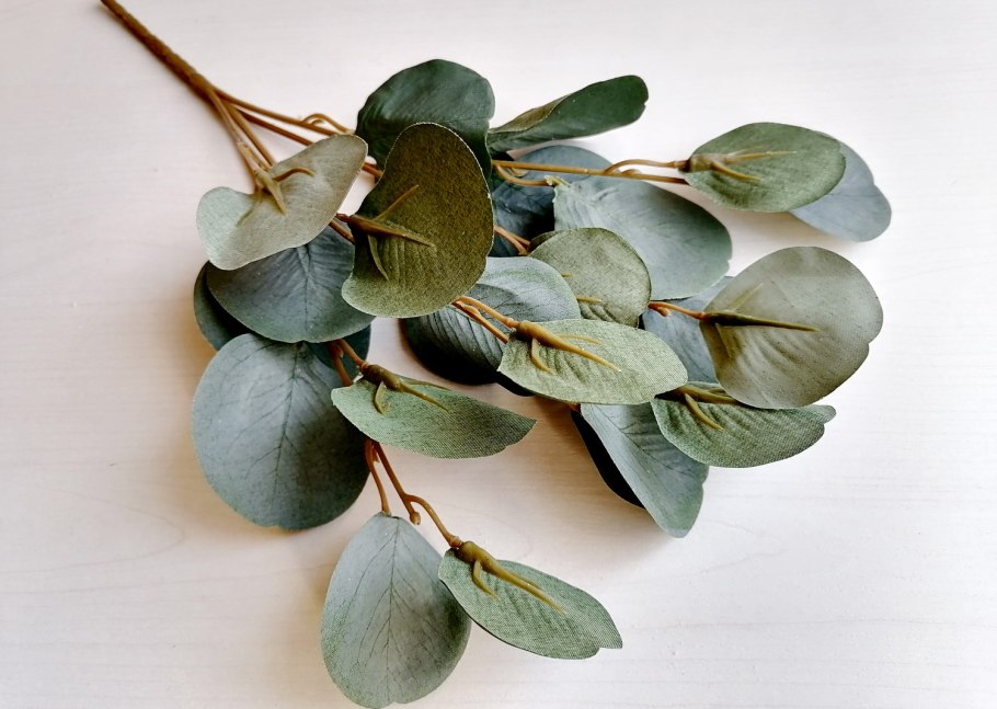 Эвкалипт комнатный