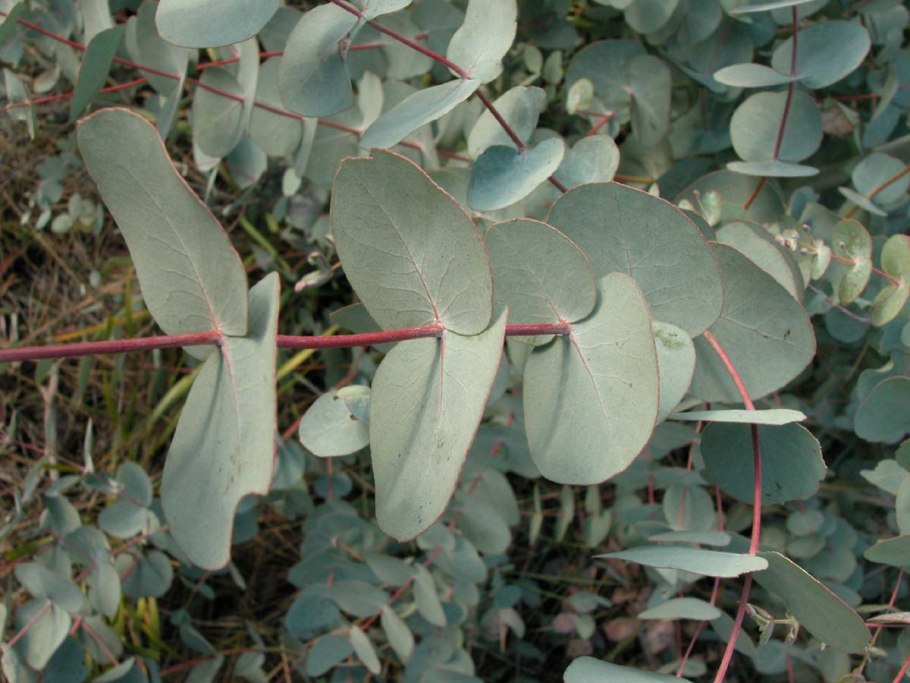 Eucalyptus rubida