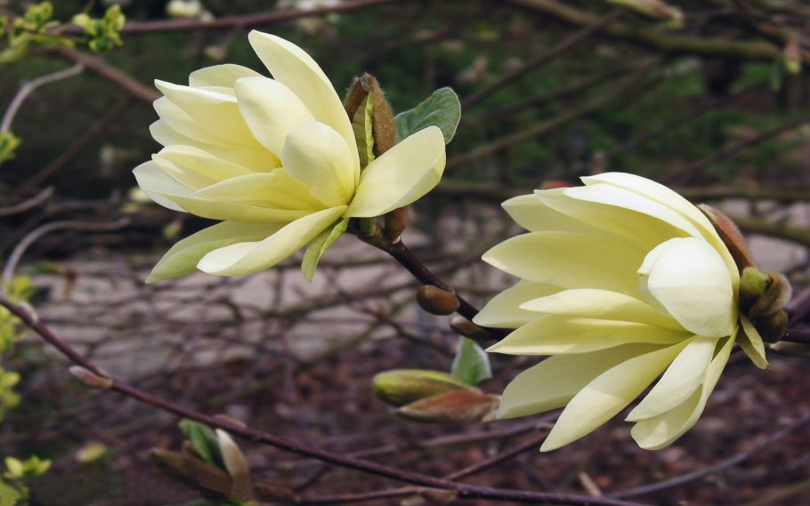 Магнолия оранжевая