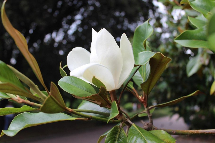 Магнолия виргинская