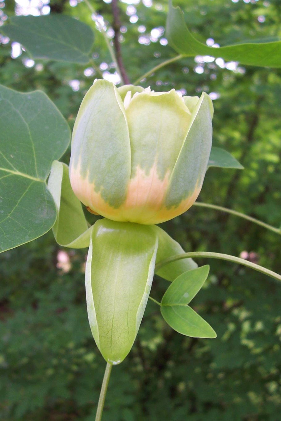 Магнолия виргинская glauca