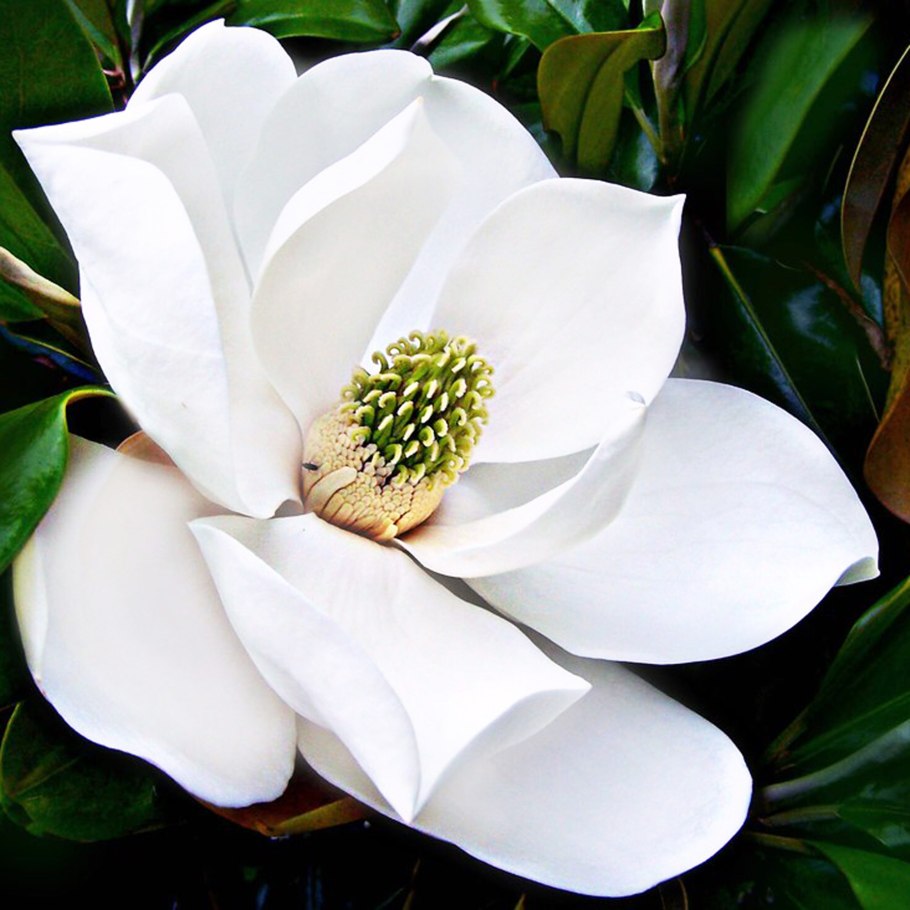 Магнолииды плод