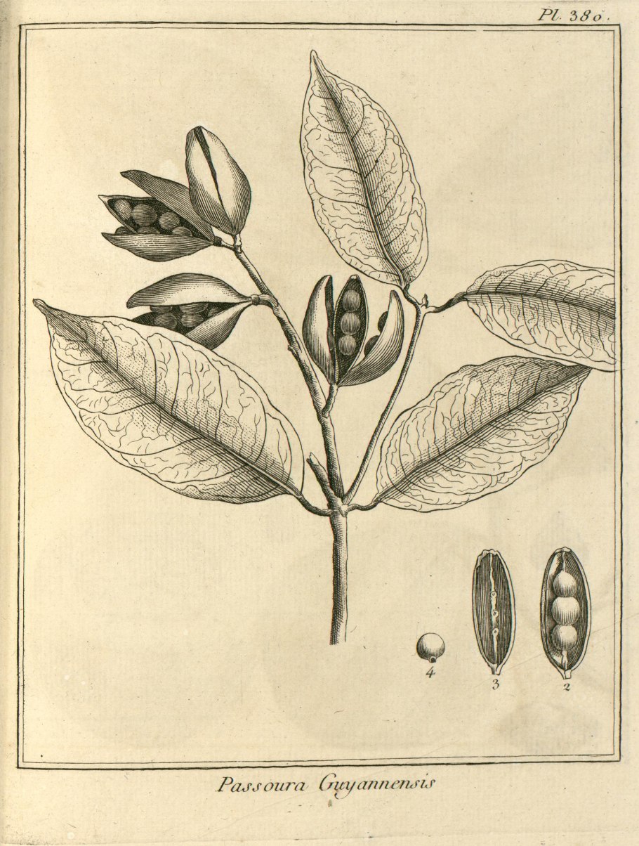 Магнолииды ботаника