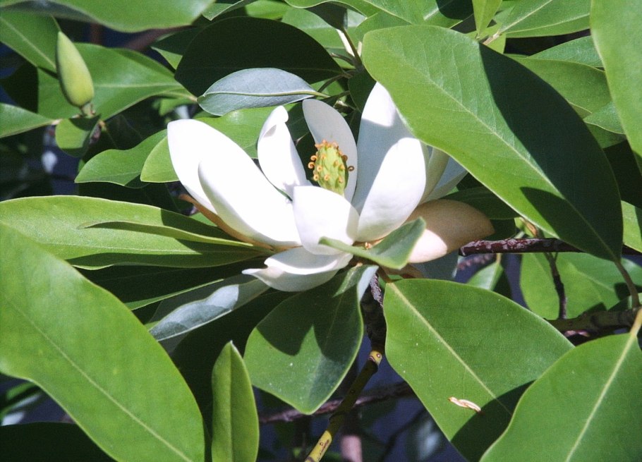 Магнолиопсиды и лилиопсиды