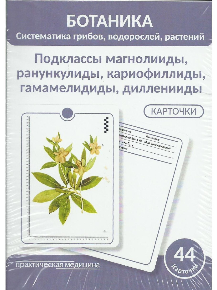 Лириодендрон Тулипифера