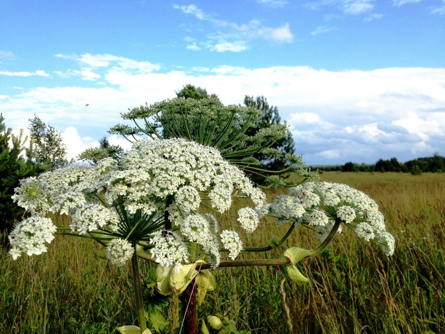 Борщевик Мантегацци Heracleum mantegazzianum