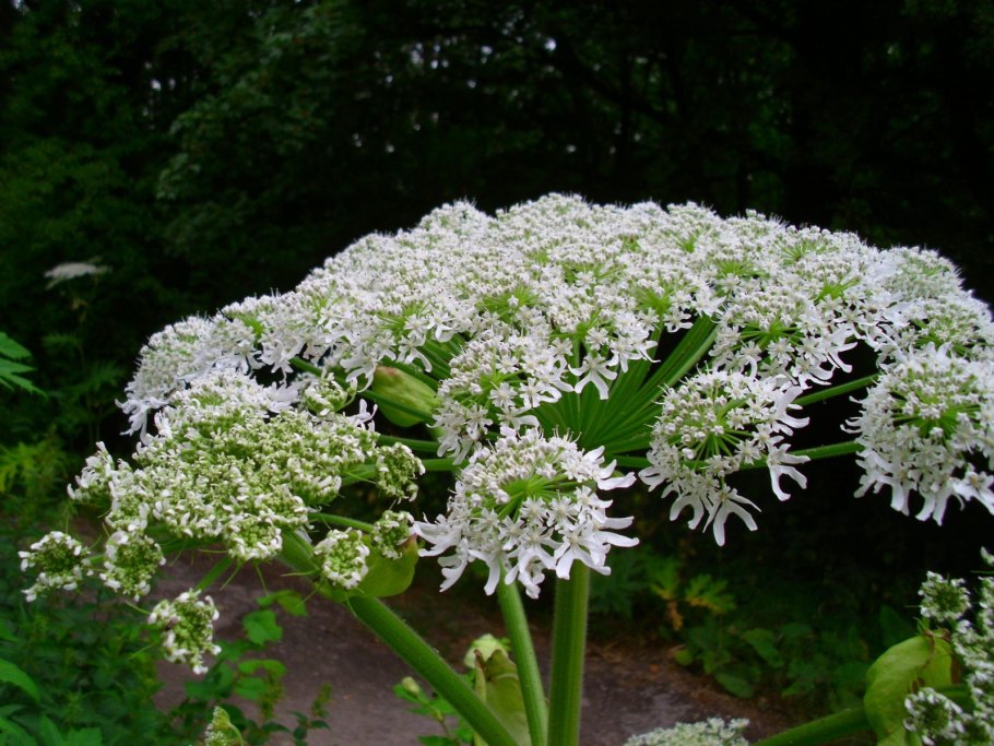 Heracleum борщевик