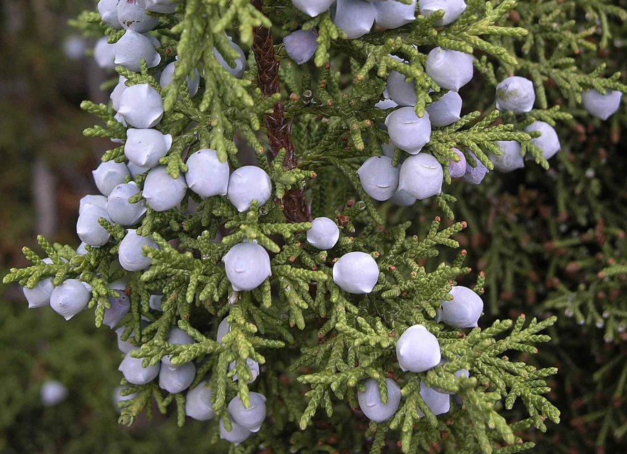 Можжевельник osteosperma