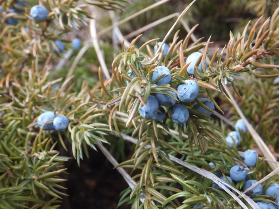Juniperus communis subsp. Nana (можжевельник обыкновенный