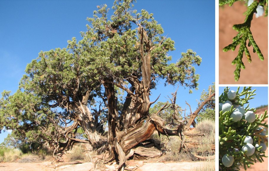 Можжевельник обыкновенный Cracovia