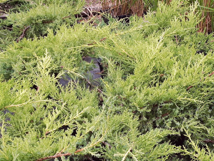 Можжевельник обыкновенный ягоды