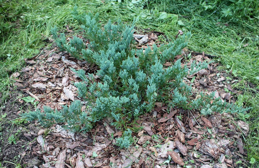 Можжевельники на солнце картинки