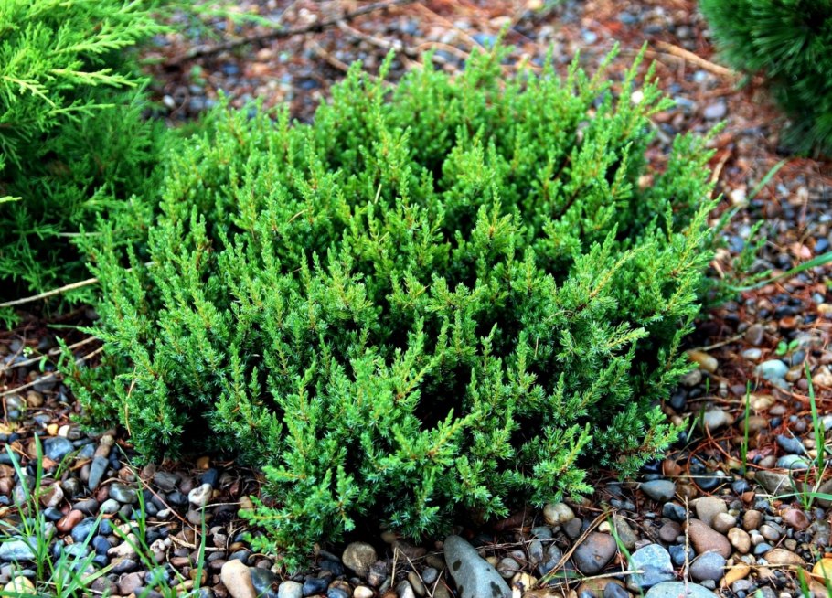 Juniperus chinensis parsonii