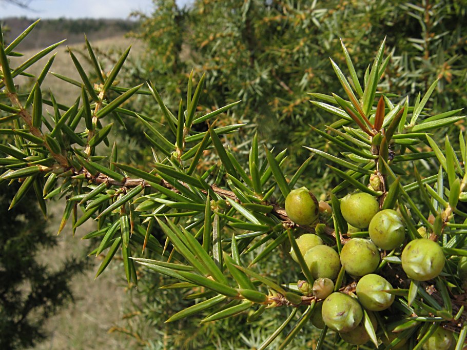 Можжевельник горизонтальный Юкон Бель