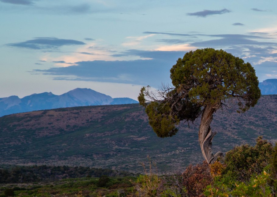 Juniperus communis effusa
