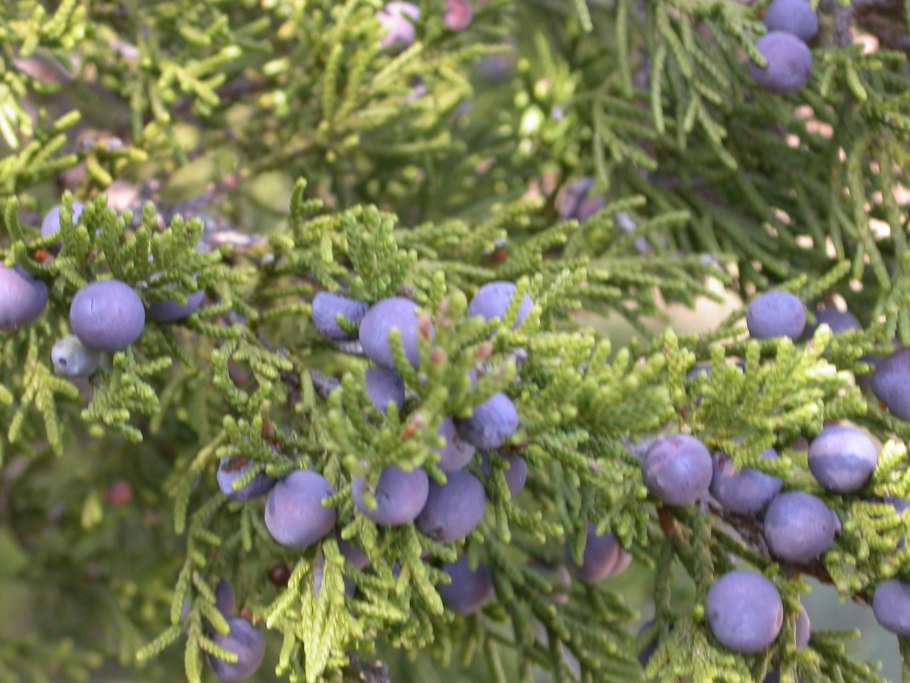 Можжевельник высокий Juniperus Excelsa