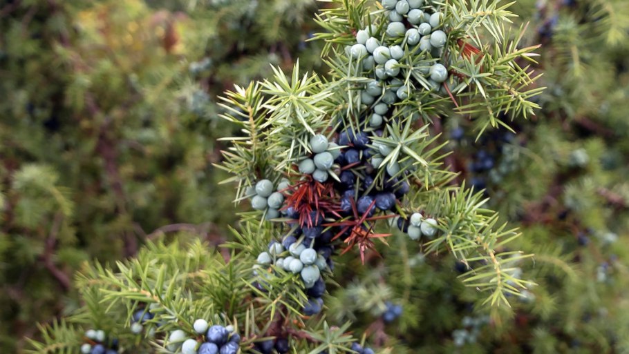 Можжевельник ягоды съедобные