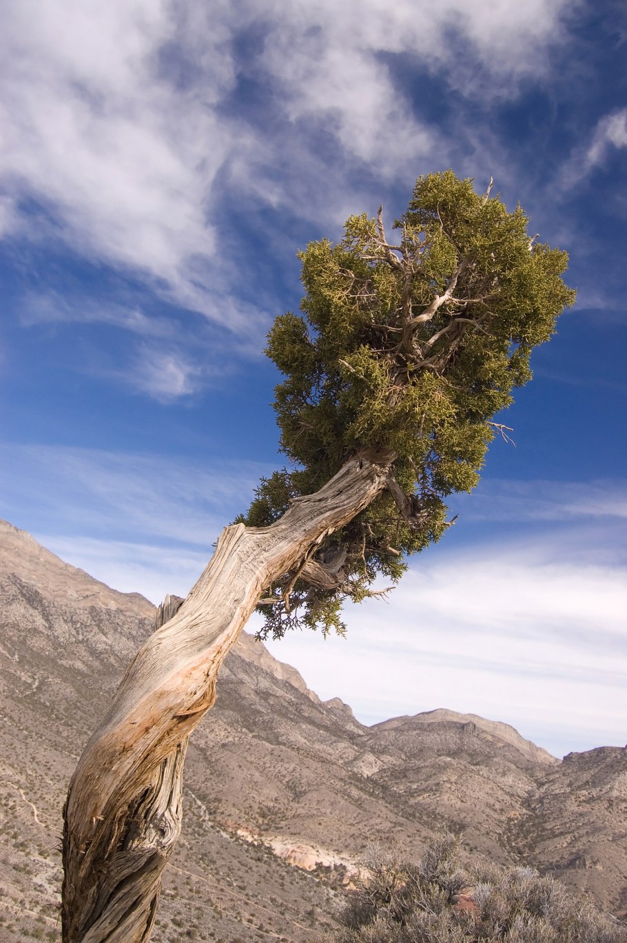 Juniper Tree