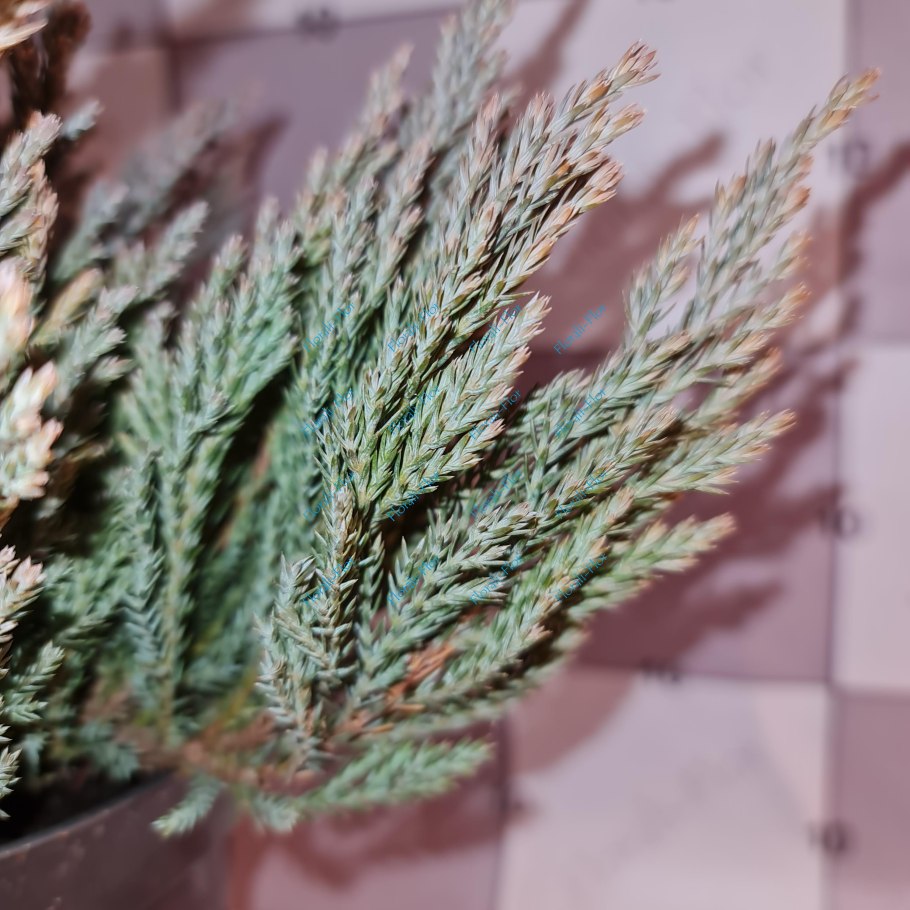 Можжевельник виргинский шишки