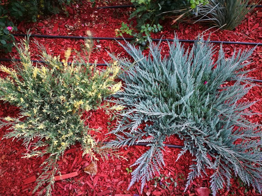 Juniperus (можжевельник) conf. Schlager c5/7,5 pa 105-115 d 25-35